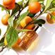 Абрикосова сироватка &laquo;Сяйво 12 годин&raquo; Academie 12H Radiance Serum 30 мл - додаткове фото